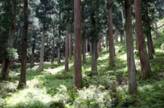 吉野の森林